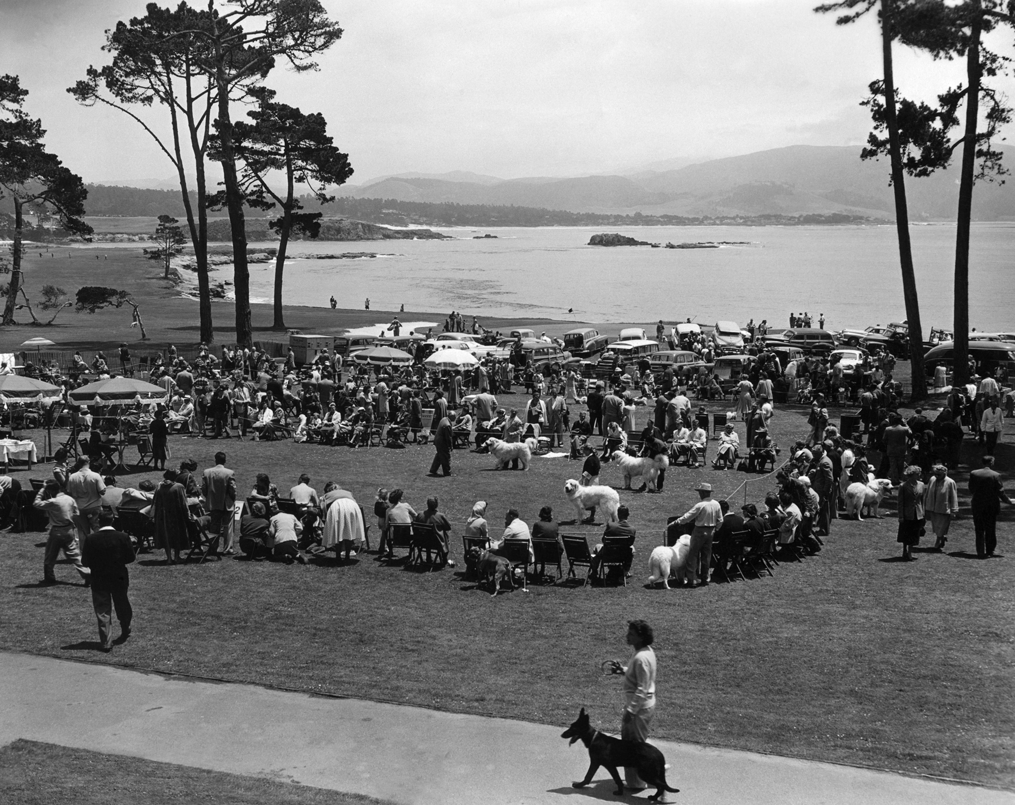 Dog Show at Pebble Beach