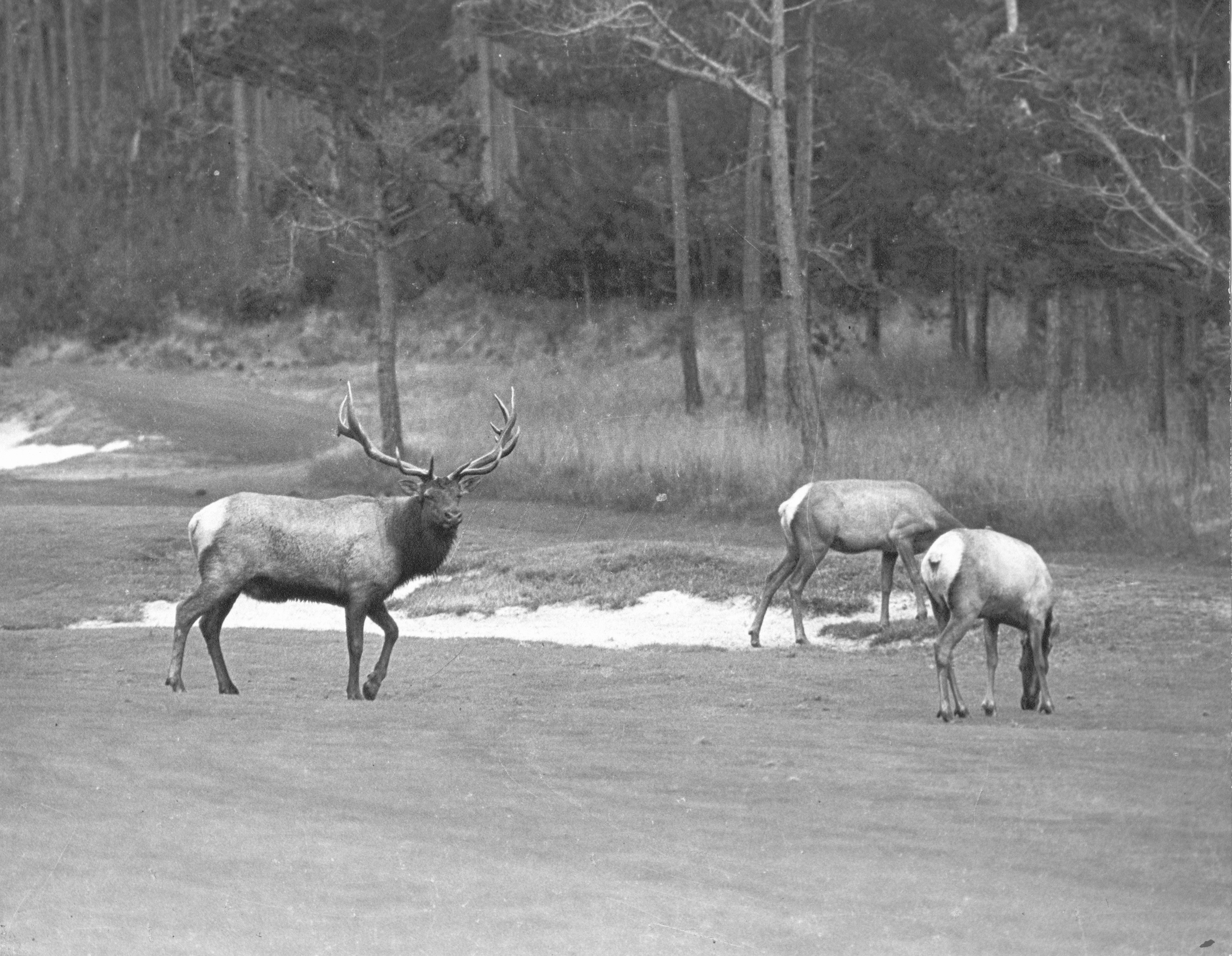 Elk in Pebble Beach