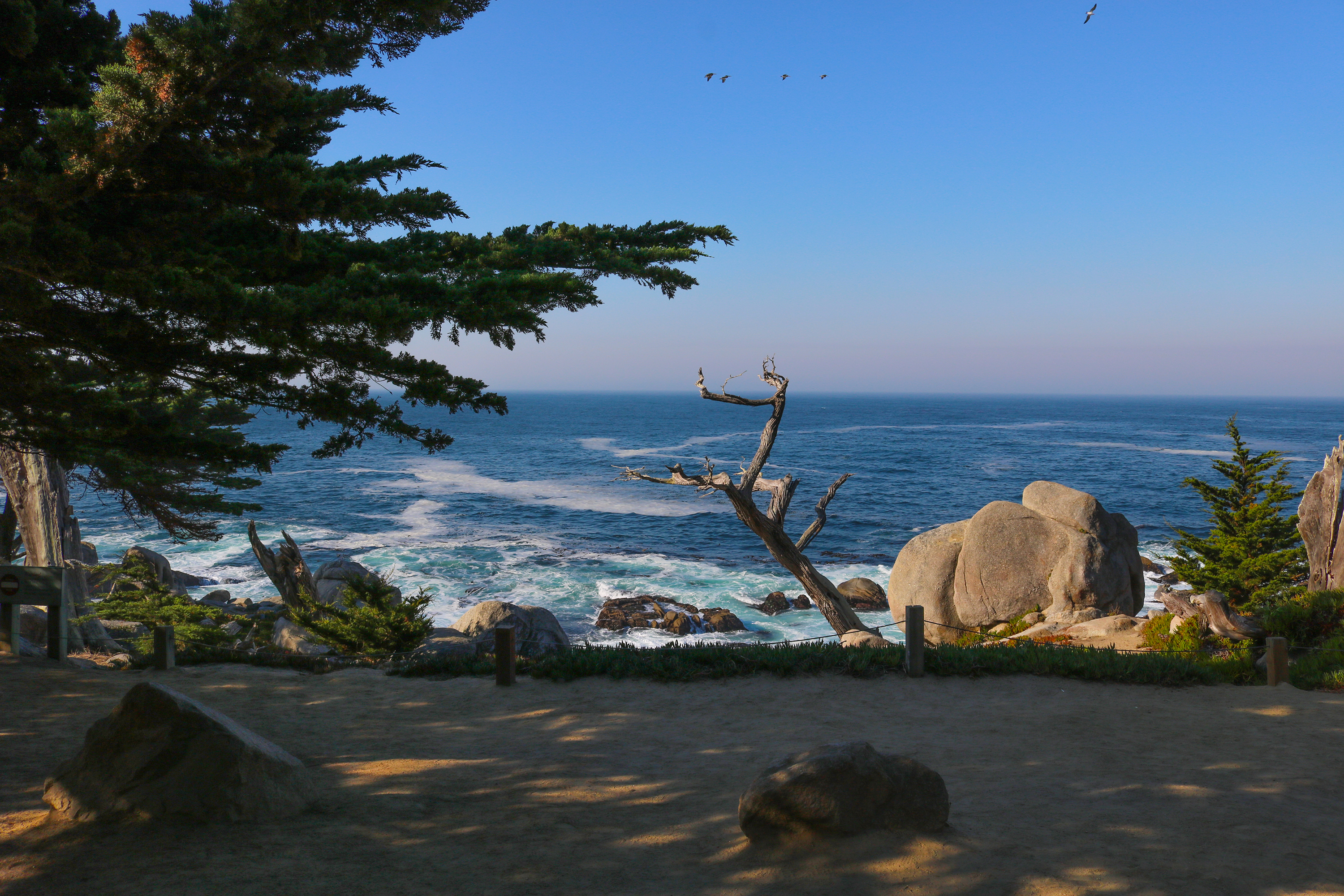The Ghost Trees at Pescadero Point