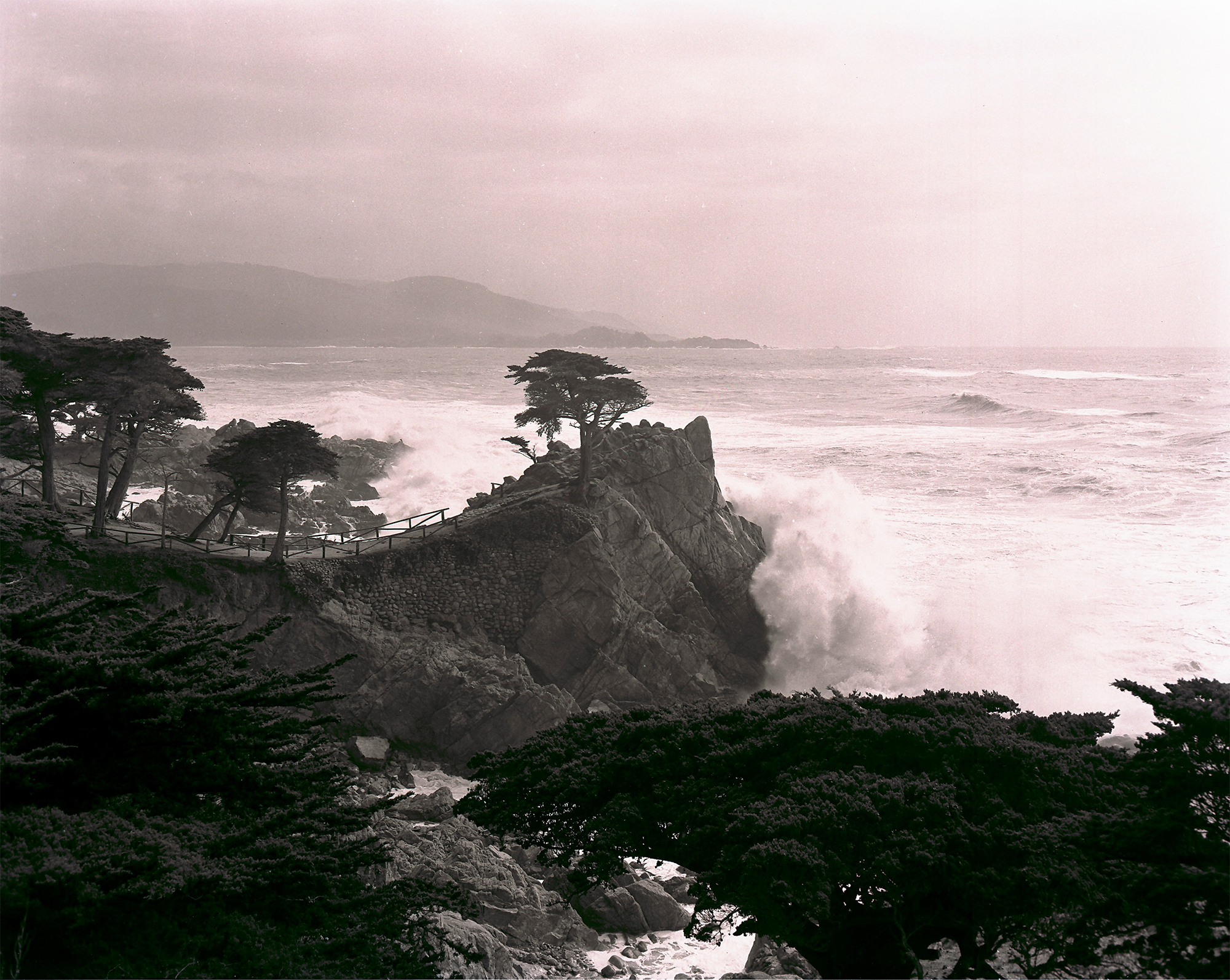 Lone Cypress Wave