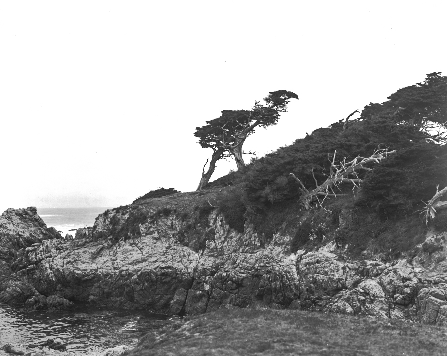 The Ostrich Tree on 17-Mile Drive