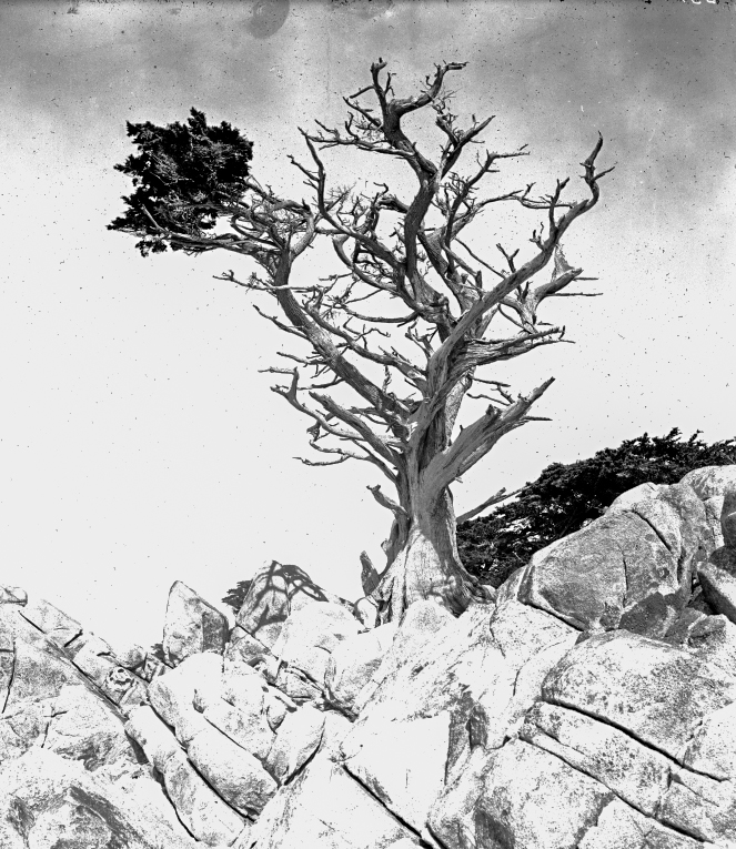 The Witch Tree